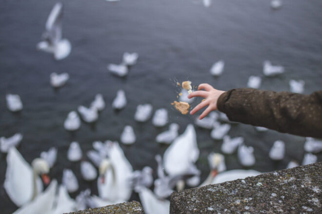 girl feeding swans and seagulls